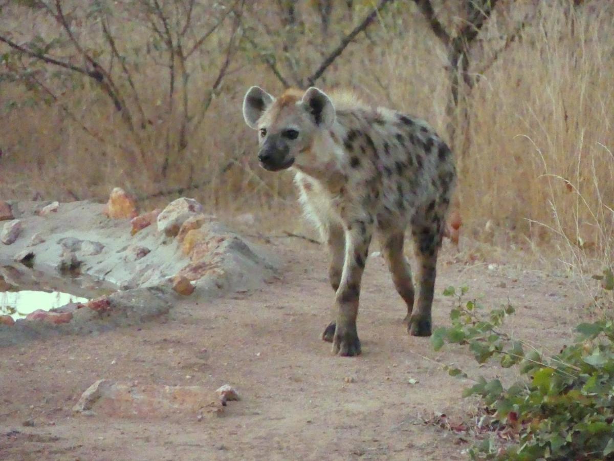 Bushvilla Umoja Kruger 팔라보르와 외부 사진