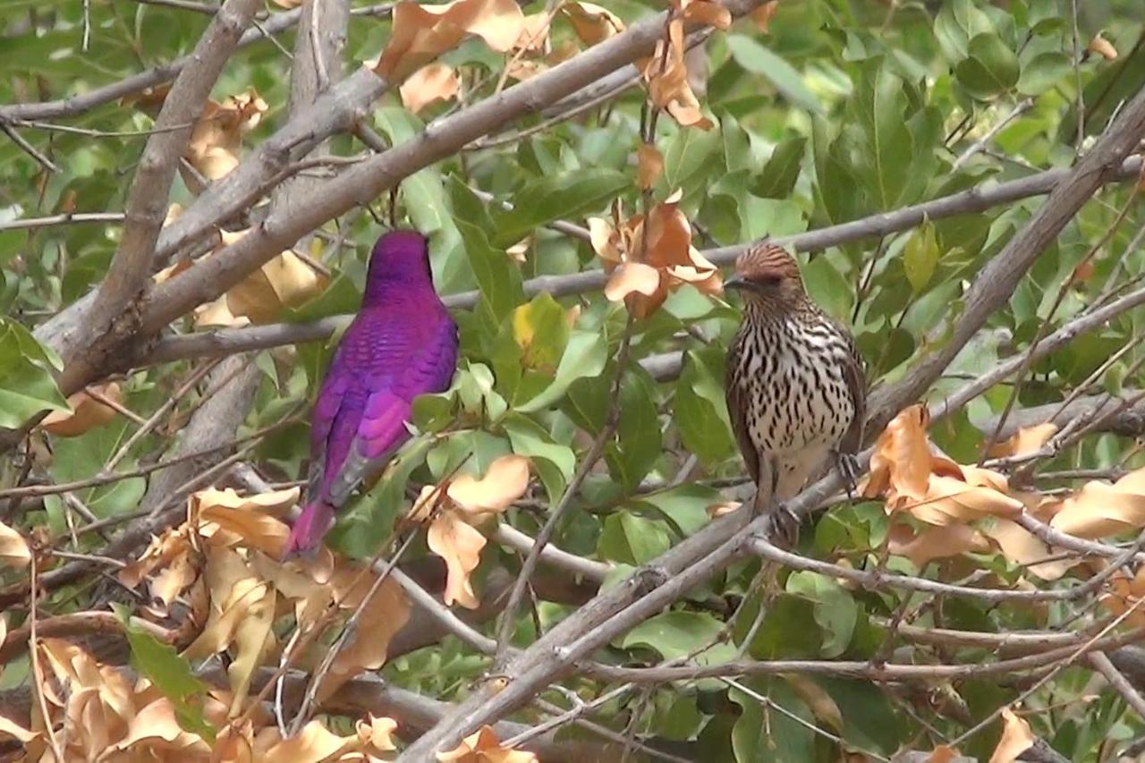Bushvilla Umoja Kruger 팔라보르와 외부 사진