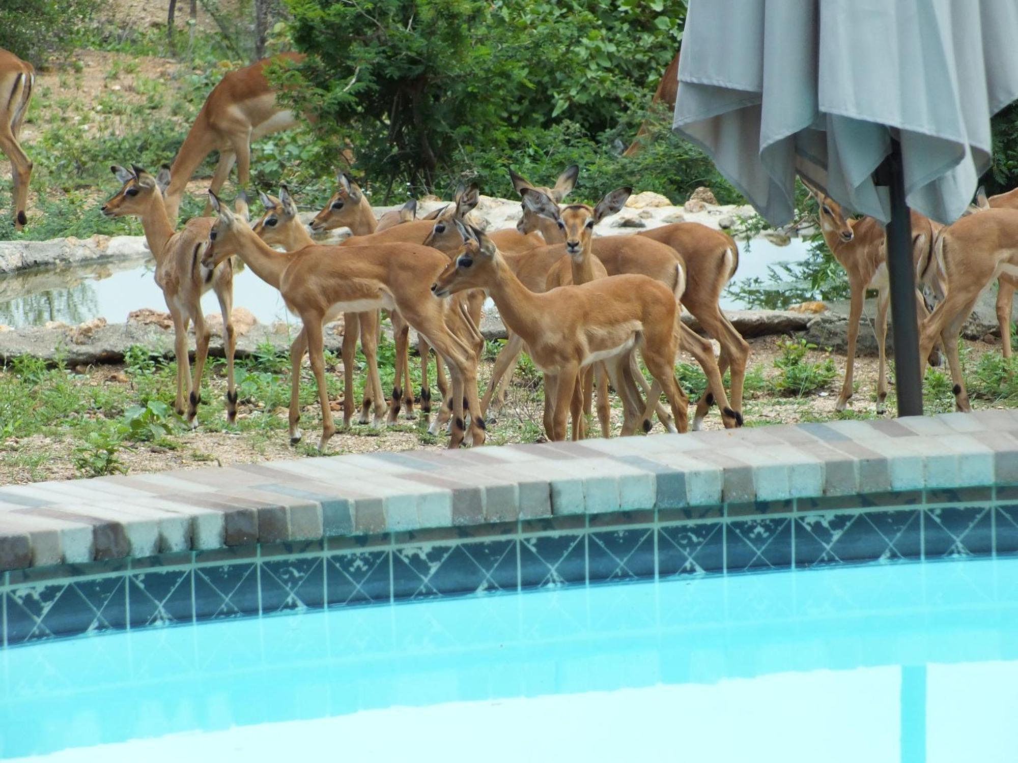 Bushvilla Umoja Kruger 팔라보르와 외부 사진