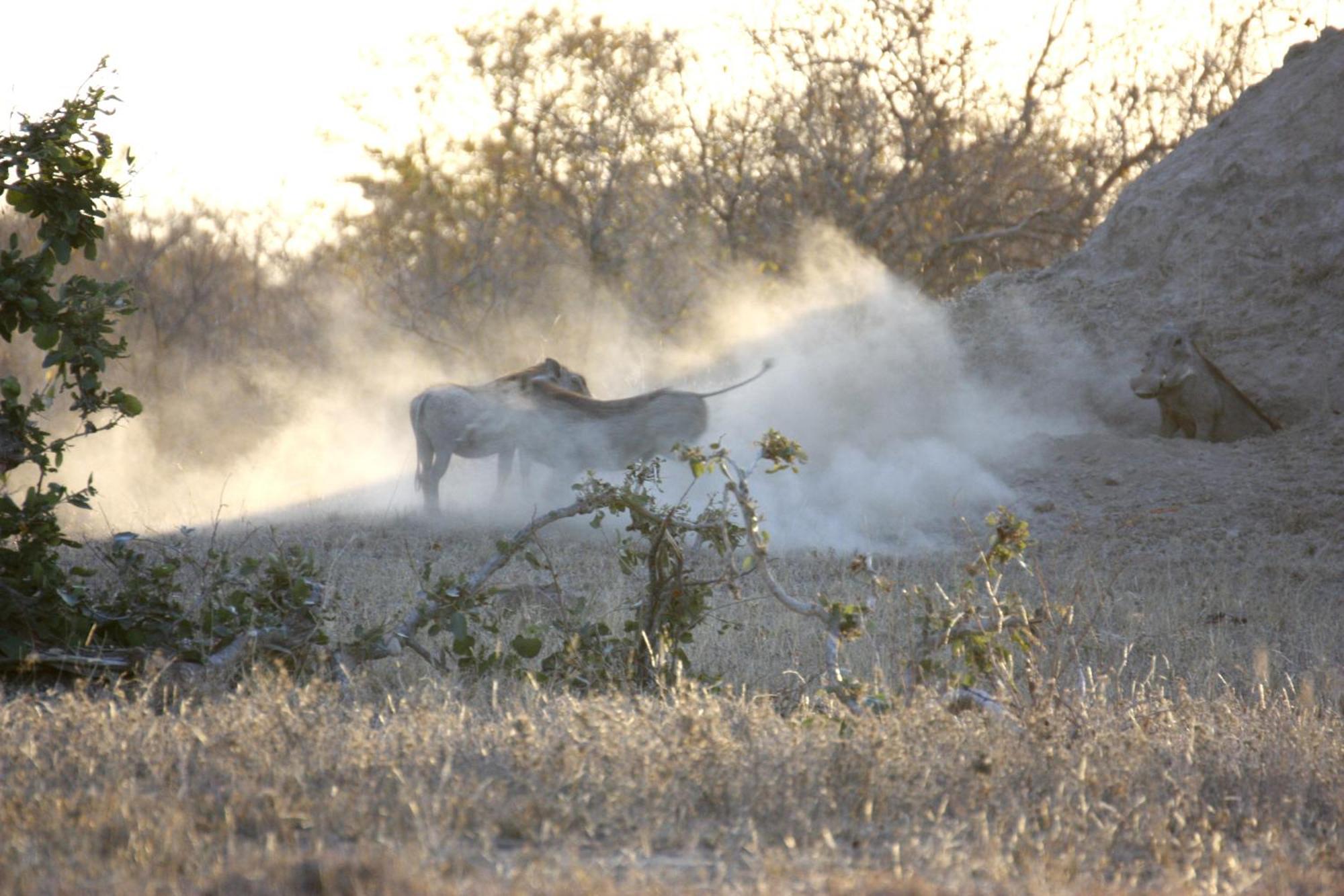 Bushvilla Umoja Kruger 팔라보르와 외부 사진