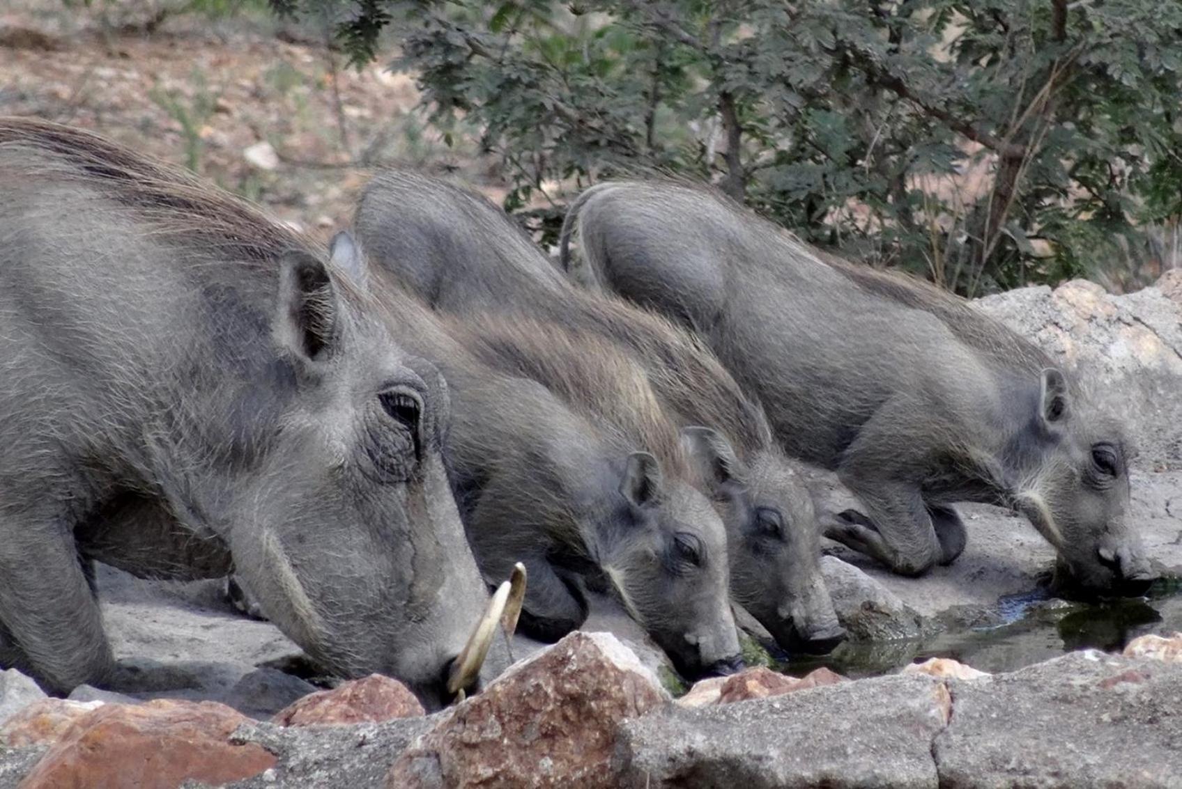 Bushvilla Umoja Kruger 팔라보르와 외부 사진